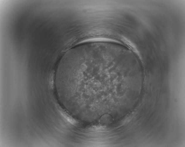 X0000068840065200605081250