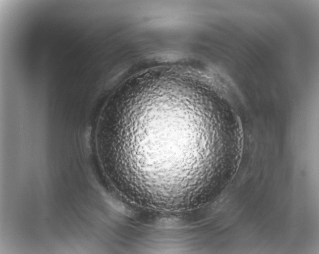 X0000068840066200605081250