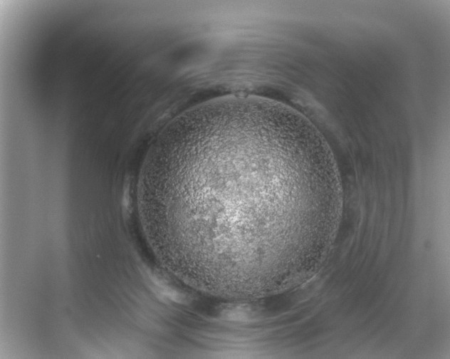 X0000068840074200605081250