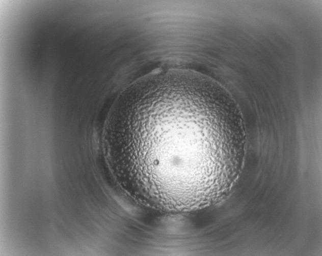 X0000068840086200605081250