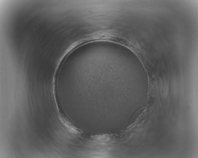 X0000068840100200605081249