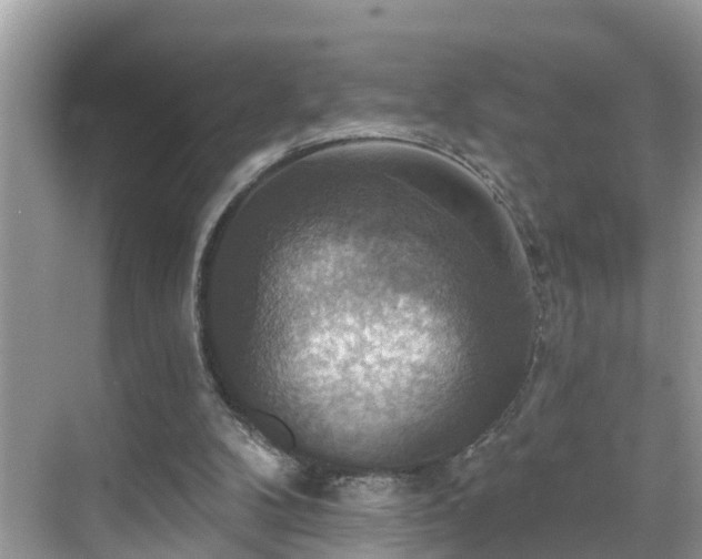 X0000068840104200605081249