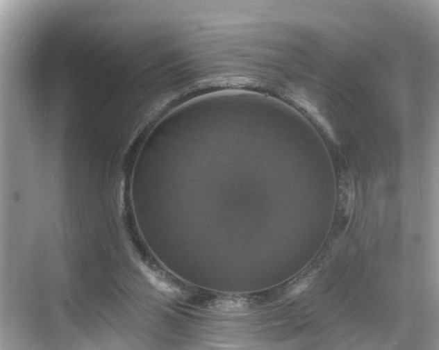 X0000068840110200605081249