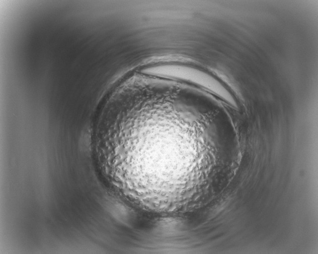 X0000068840111200605081249