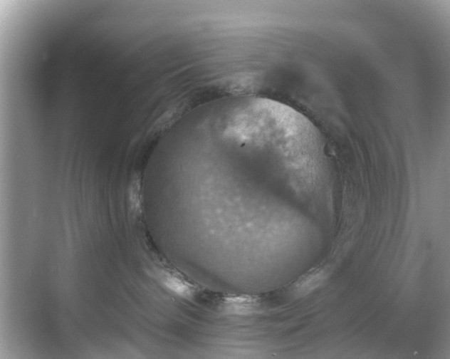 X0000068840240200605081247