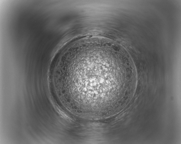 X0000068840242200605081246