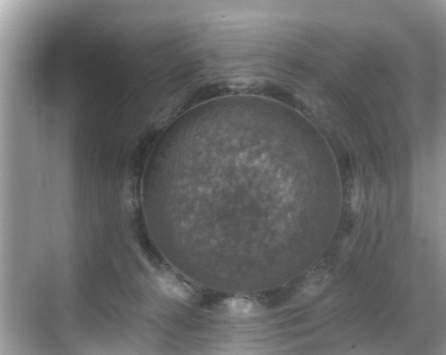 X0000068840272200605081247