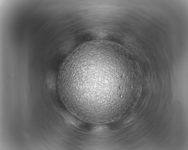 X0000068840274200605081247