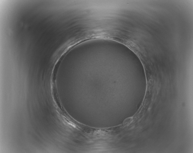 X0000068840290200605081246