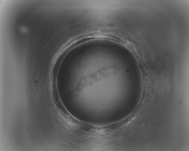 X0000068840295200605081246