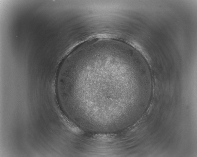 X0000068840297200605081246