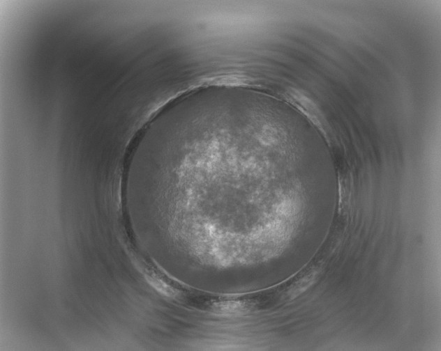 X0000068840301200605081246