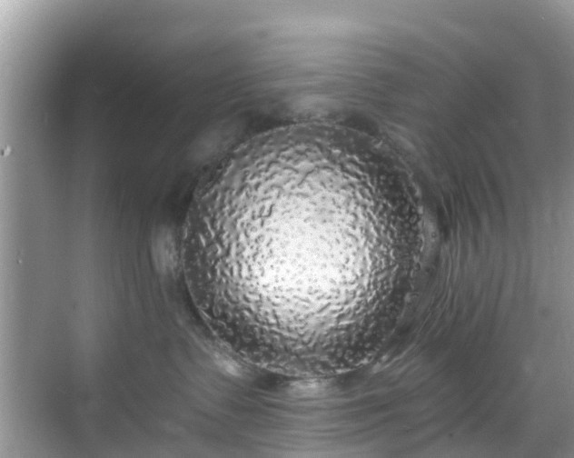 X0000068840335200605081246