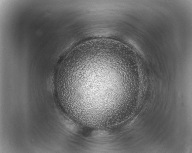 X0000068840354200605081245