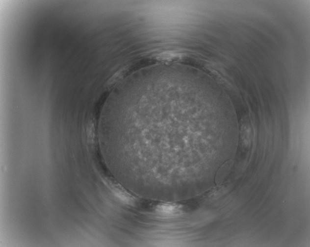 X0000068840375200605081245