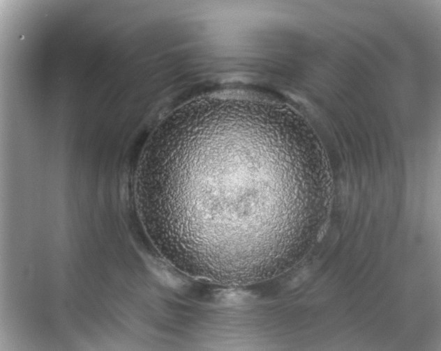 X0000068840379200605081245