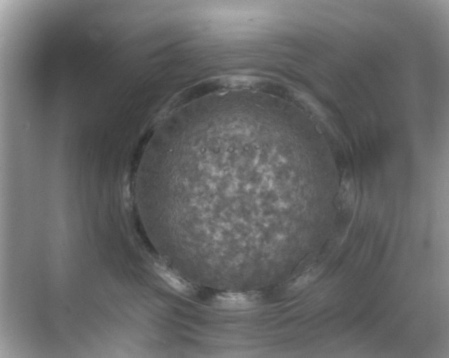 X0000068840381200605081245