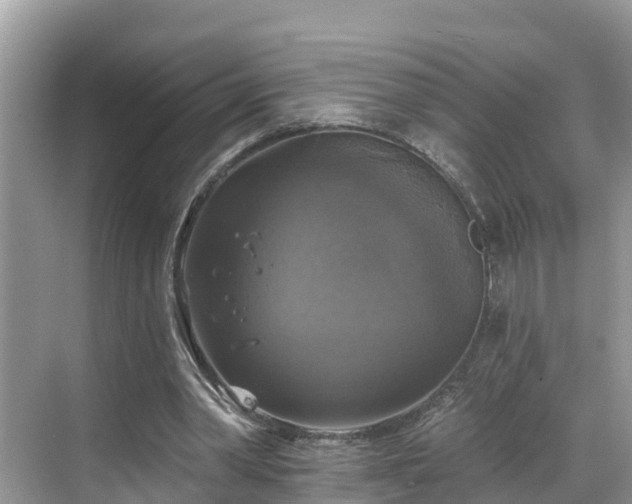 X0000068840390200605081245