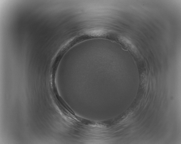 X0000068840400200605081244