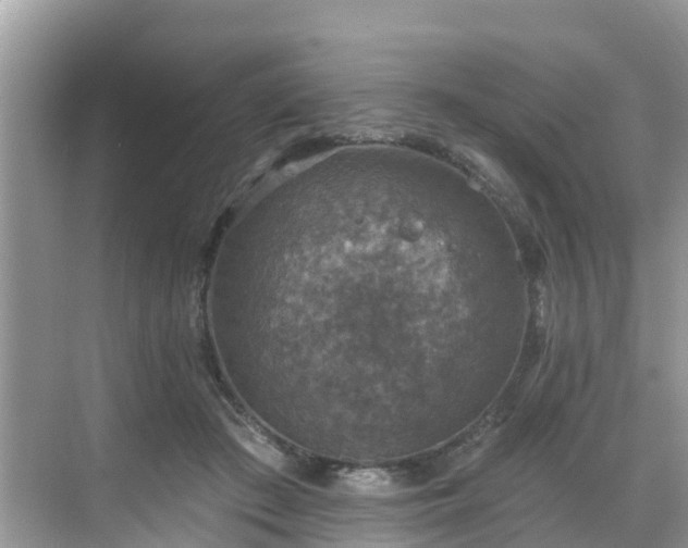 X0000068840409200605081244