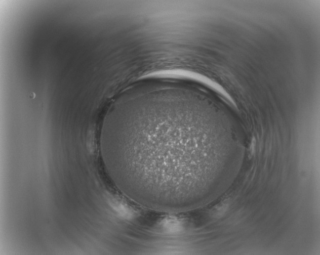 X0000068840416200605081244