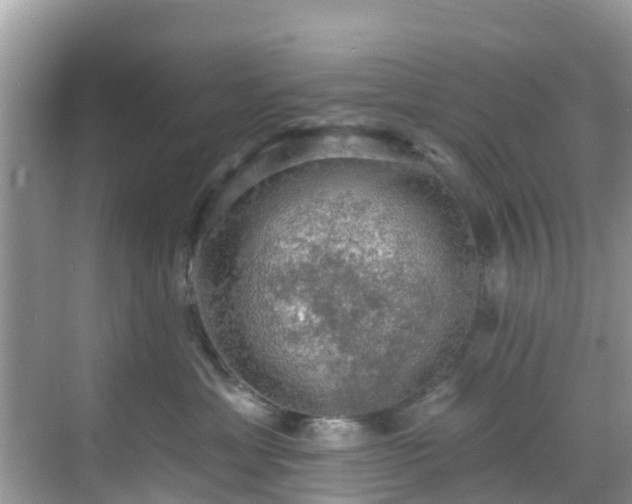 X0000068840429200605081244