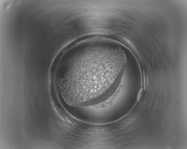 X0000068840435200605081243