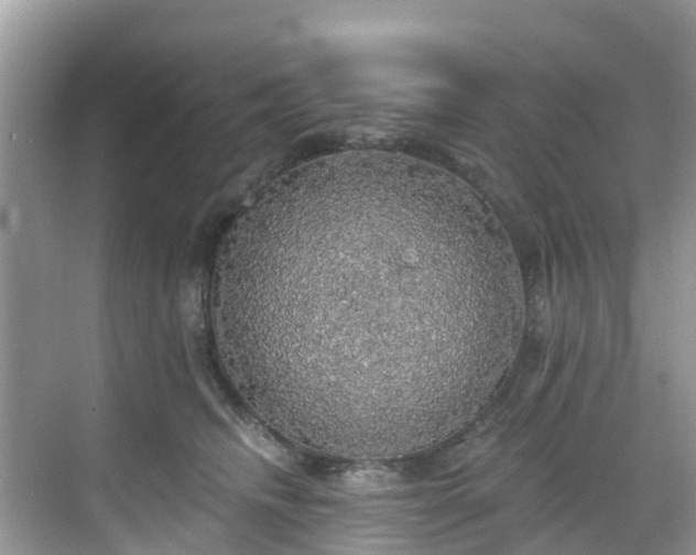 X0000068840468200605081244