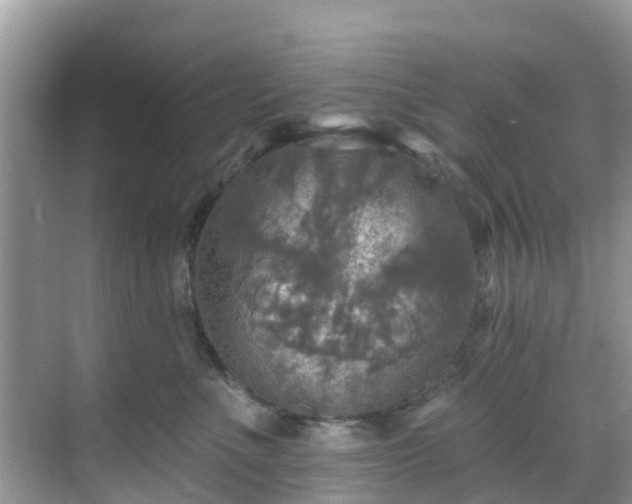 X0000068840523200605081242