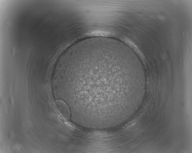 X0000068840529200605081241