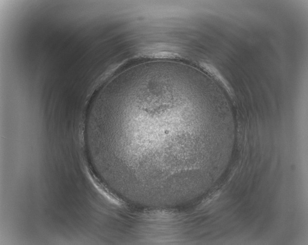 X0000068840533200605081242