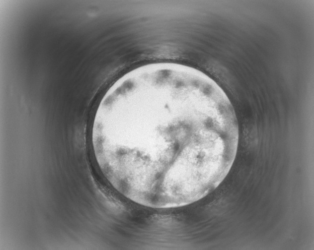 X0000068840534200605081242