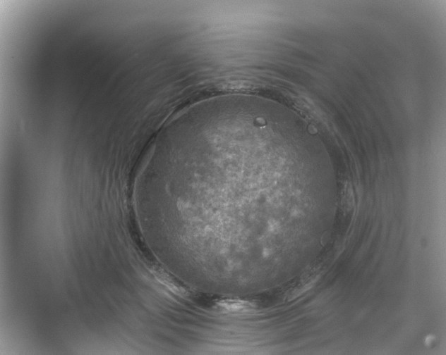 X0000068840557200605081242