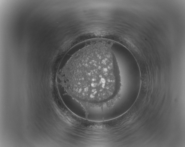 X0000068840639200605081240