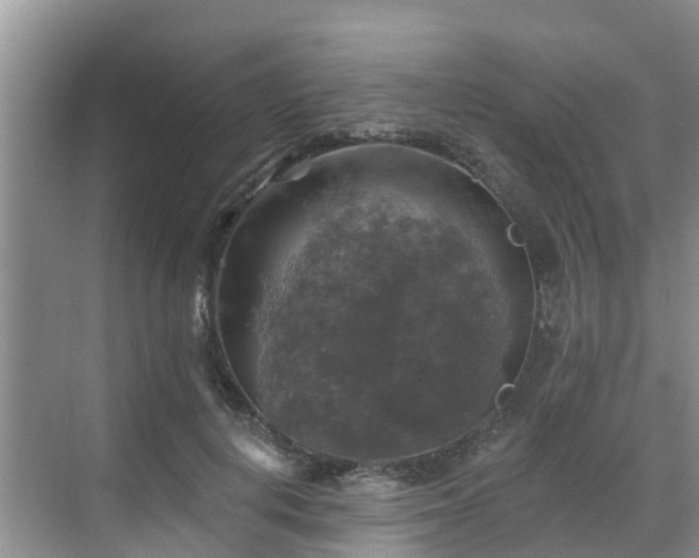 X0000068840648200605081240