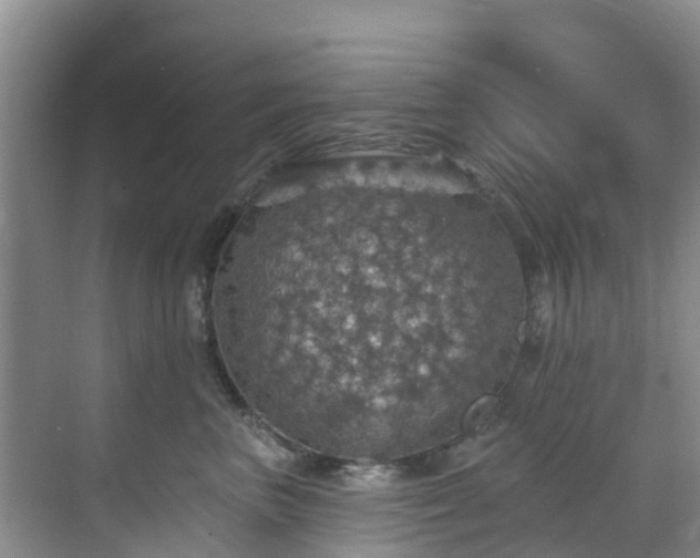 X0000068840667200605081241