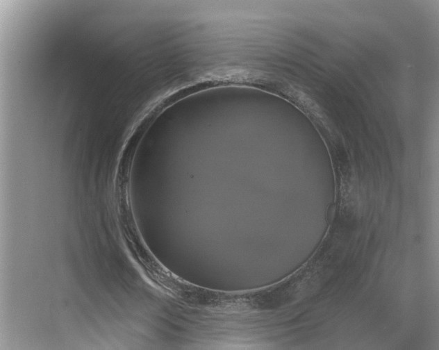 X0000068840674200605081240