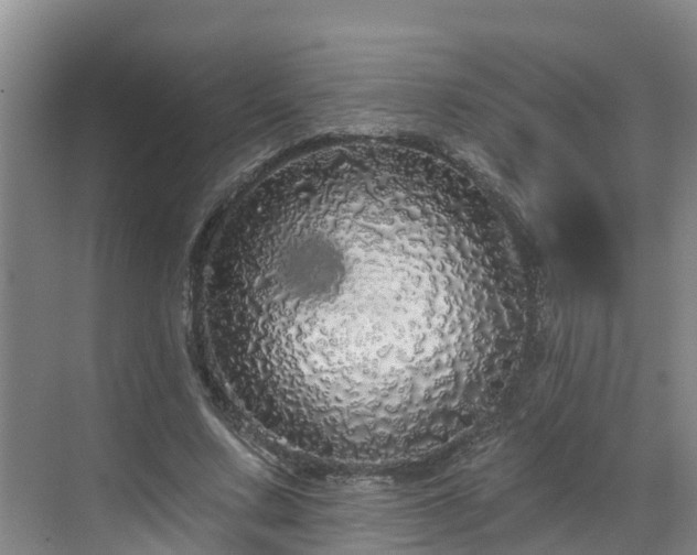 X0000068840683200605081240