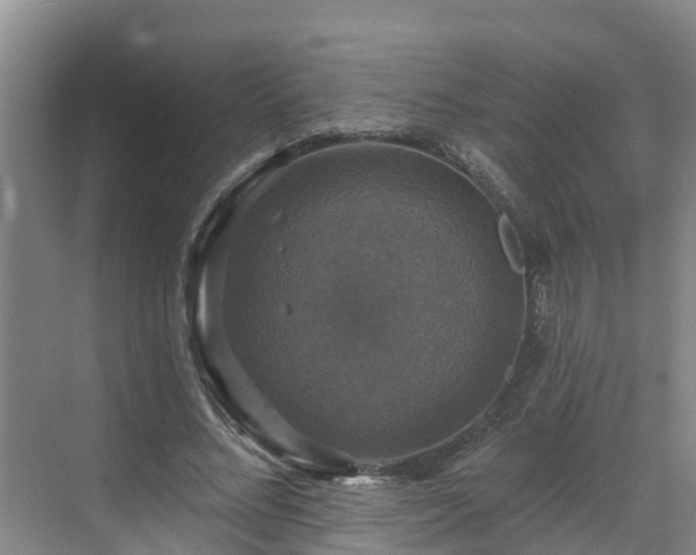 X0000068840684200605081240