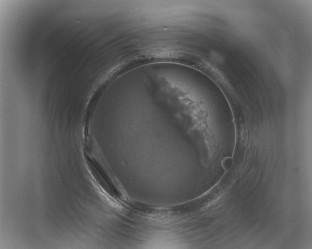 X0000068840725200605081238