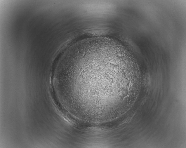 X0000068840733200605081238