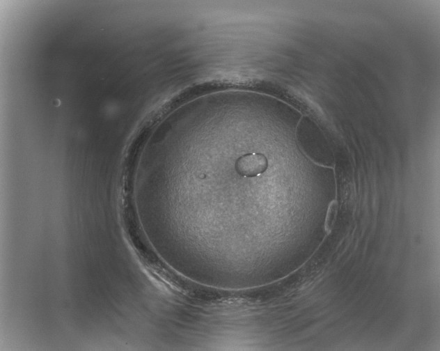 X0000068840736200605081239