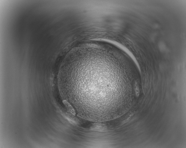 X0000068840750200605081239