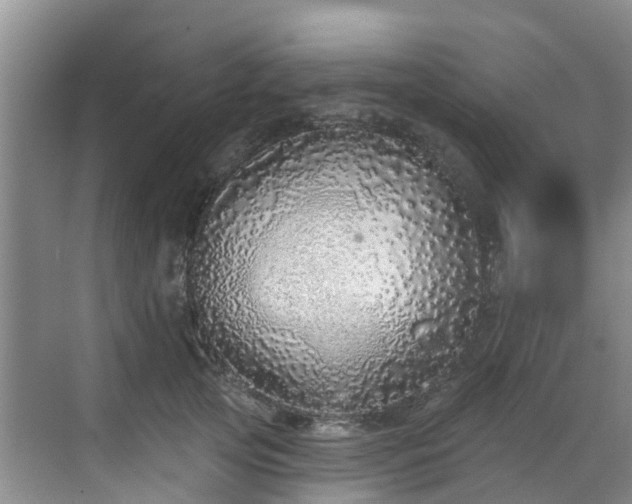 X0000068840753200605081239