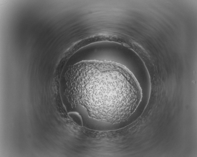 X0000068840776200605081238