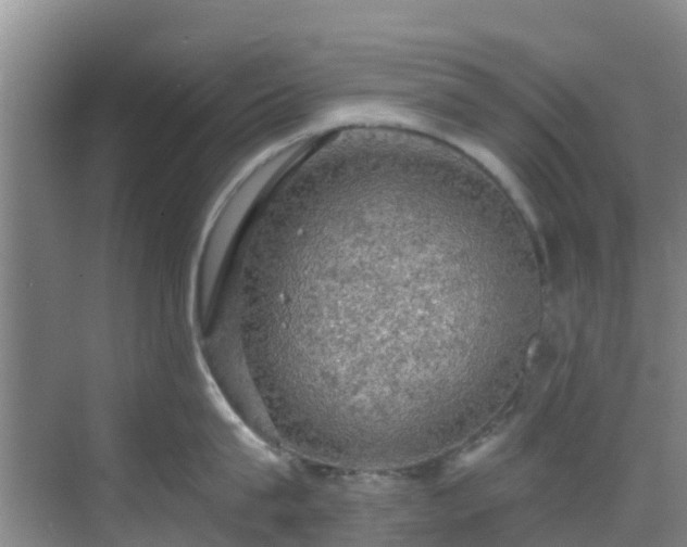 X0000068840815200605081237