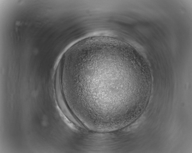 X0000068840816200605081237