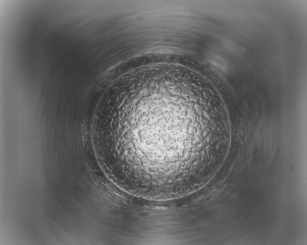 X0000068840821200605081237