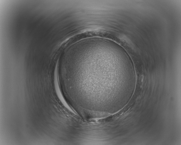 X0000068840822200605081237