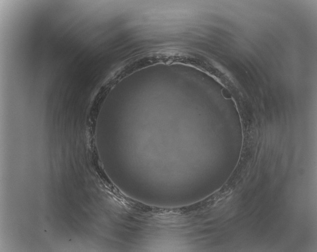 X0000068840823200605081237